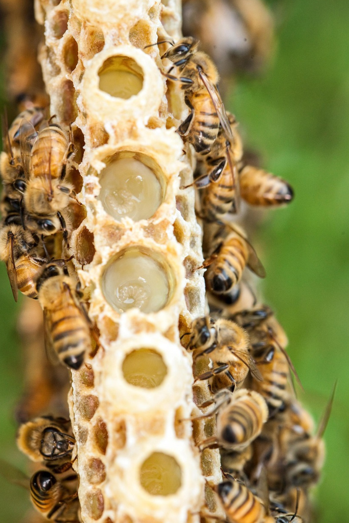 Organic Royal Jelly