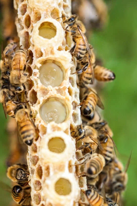 Organic Royal Jelly