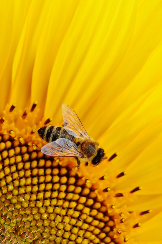 Organic Bee Bread