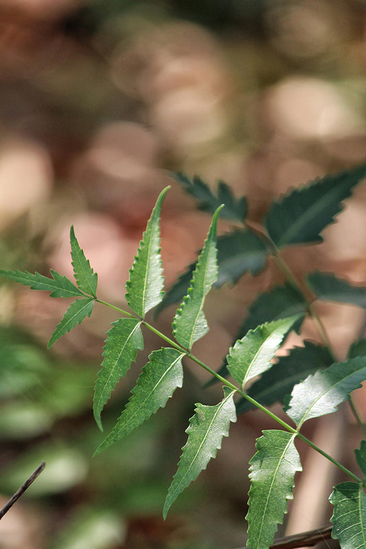 POWDER: Wild Harvested Dried Neem Leaf Loose Powder