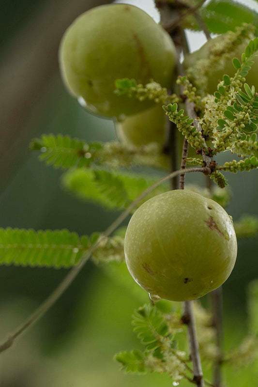 Organic Triphla Powder